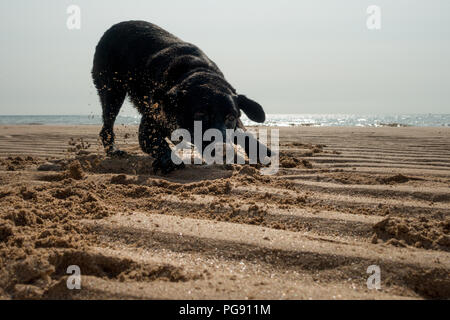 Schwarzer Labrador Hund Spaß Rollen in den Sand am Strand von Dänen Deich, Flamborough, Großbritannien Stockfoto