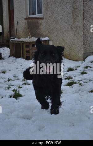 Eine liebenswerte Welpen um und selbst genießen, in einem Garten, der im Laufe der starke Schneefall in Irland Anfang dieses Jahres. Sein Glück ist erstaunlich. Stockfoto