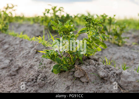 Junge Kartoffel auf den Boden bedecken. Anlage close-up. Die Pflänzchen der junge Kartoffel Pflanzen sprießen aus dem Lehm im Frühjahr Stockfoto