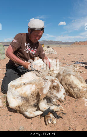 Familie Scheren ihre Schafe vor Ihren ger in Khovd Provinz, Mongolei Stockfoto