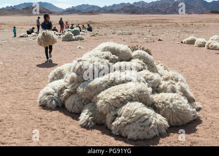 Familie Scheren ihre Schafe vor Ihren ger in Khovd Provinz, Mongolei Stockfoto