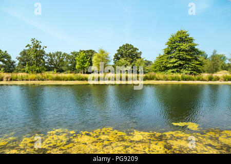 Eine Reihe von verschiedenen schönen grünen Bäumen entlang am See und Wasser Reflexion Stockfoto