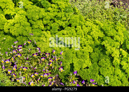 Petersilie und Viola Blume Pflanzen im Garten Wachstum schließen als Hintergrund Stockfoto