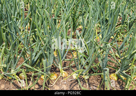 Grüne Zwiebel wächst auf der Erde im Garten aus der Nähe Stockfoto