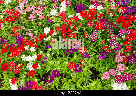 Schönen lebhaften Rot Violett Pink Farbe weiß Blumen als Hintergrund Nahaufnahme Stockfoto