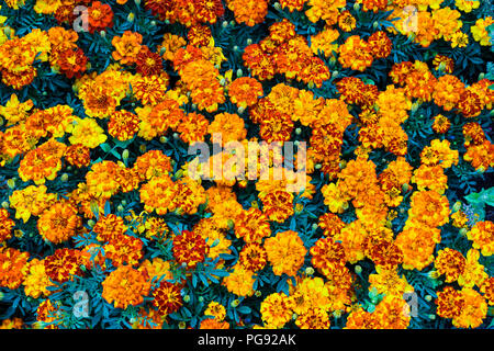 Schöne lebendige gelb rot Blumen als Hintergrund Nahaufnahme Stockfoto