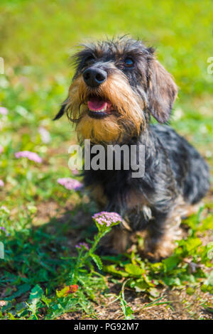 Lustige dackel Hund auf einem Spaziergang und Sommer Blumen im Garten Stockfoto