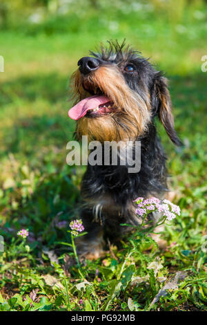 Lustige dackel Hund auf einem Spaziergang und Sommer Blumen im Garten Stockfoto