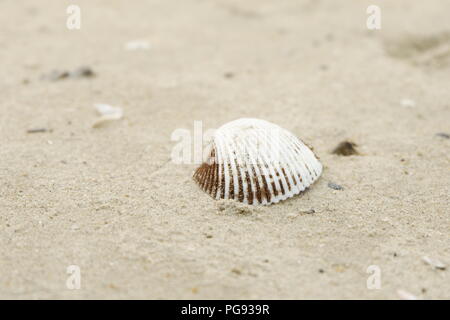 Seashell oh den Strand Stockfoto