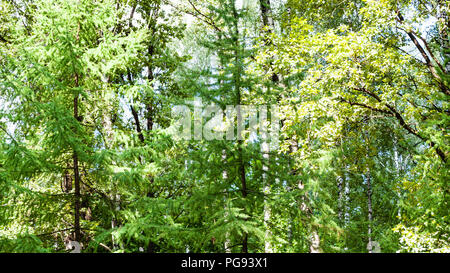 Natürliche Hintergrund - üppiges Laub im grünen Wald in Timiryazevskiy Park von Moskau am sonnigen Sommertag Stockfoto