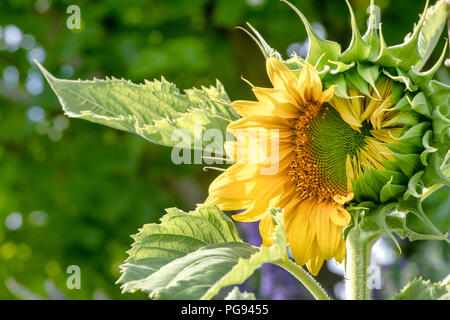 Helianthus annuus. Blütenkorbes Öffnung mit der Hälfte der Blütenblätter in einem englischen Garten geschlossen. Großbritannien Stockfoto