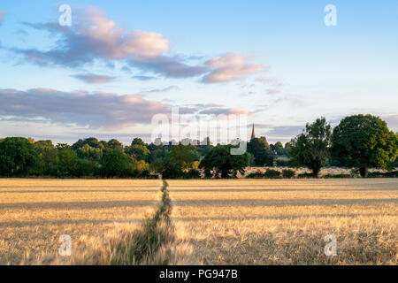 Hordeum vulgare. Morgen Licht über einem Gerstenfeld im Sommer. Könige Sutton, Northamptonshire, Großbritannien Stockfoto