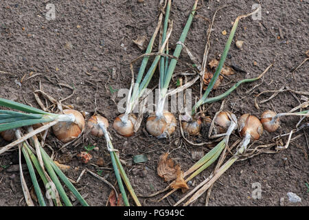 Allium cepa Aggregatum. Schalotten in einem Gemüsebeet. Großbritannien Stockfoto