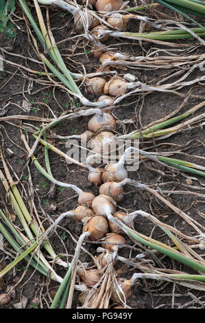 Allium cepa Aggregatum. Schalotten in einem Gemüsebeet. Großbritannien Stockfoto