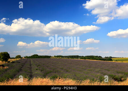 Sommer Lavendelfelder in der Nähe von Snowshill Dorf, Gloucestershire, Cotswolds, England Stockfoto