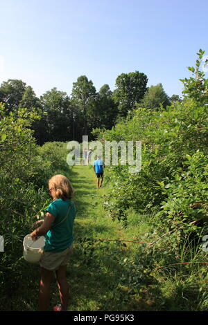 # Sommerspaß kaukasischen Kinder genießen Sommer Spaß beim blueberry Kommissionierung in Sawyer, Michigan, USA. Stockfoto