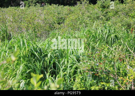 # Sommerspaß Sommer bewachsene Wiese in Sawyer, Michigan, USA. Stockfoto