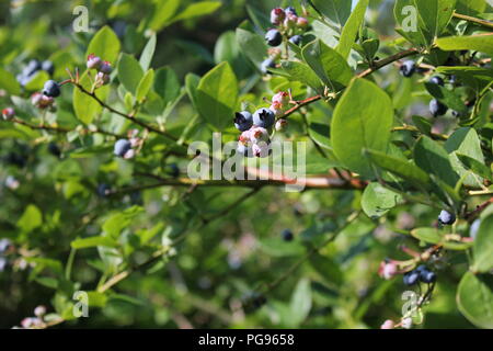 # Sommerspaß Sommer Heidelbeeren pflücken in Sawyer, Michigan, USA. Stockfoto