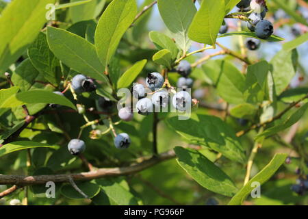 # Sommerspaß Sommer Heidelbeeren pflücken in Sawyer, Michigan, USA. Stockfoto