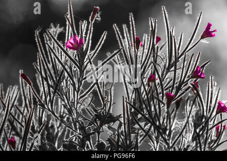 Beleuchtetes Bild von Rosebay Chamaenerion Weidenröschen, Angustifolium, North Yorkshire, England. 24. August 2014 Stockfoto