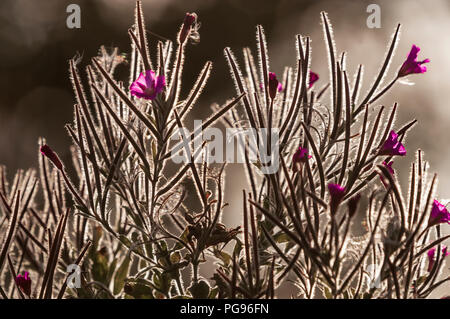 Beleuchtetes Bild von Rosebay Chamaenerion Weidenröschen, Angustifolium, North Yorkshire, England. 24. August 2014 Stockfoto