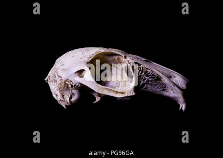 Kaninchen Skelett. Konzept von Leben und Tod. Stockfoto