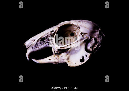 Kaninchen Schädel Portrait auf schwarzem Hintergrund isoliert. Hase Skelett. Tod Konzept. Forensische Tierknochen. Kaninchen Schädel. Stockfoto