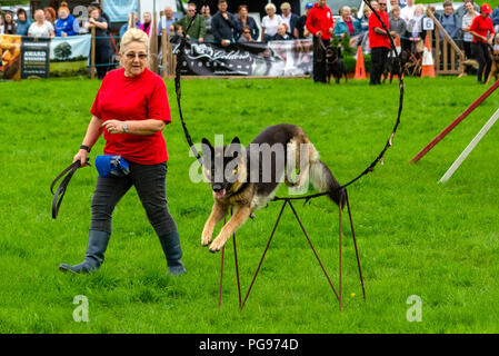 Die Shaun Raywood Hund Display Team an der Hawkshead zeigen in Cumbria Stockfoto