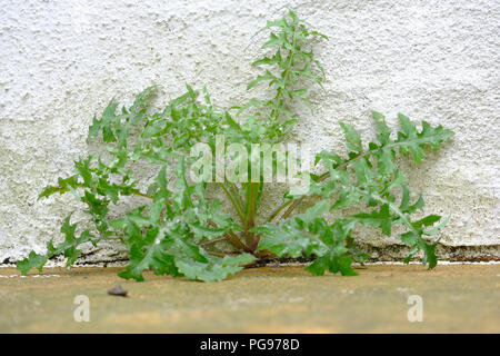 Löwenzahn wächst in Spalt an der Wand Stockfoto