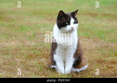Erwachsene Frau schwarze und weiße Katze sitzt auf einem trockenen Rasen in einem Englischen Garten im Sommer Stockfoto