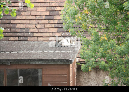 Tabby und weißen inländischen Kurzhaar Katze Dösen in der Sonne im Sommer auf dem Dach eines Gartenhaus Stockfoto