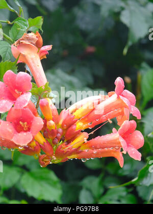 Orange-rote Blüten der Posaune Weinstock (Campsis) nach einem Regenschauer Stockfoto