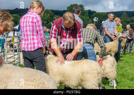 Die Beurteilung der groben fiel Rasse in Hawkshead zeigen in Cumbria Stockfoto