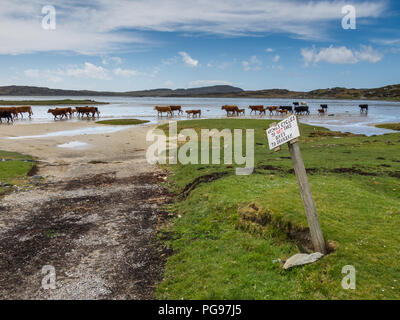 Rinder auf der Gezeiten Causeway aus Colonsay zu Oronsay im Inneren Hebriden von Schottland Stockfoto