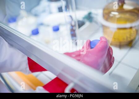 Labortechniker mit einem Laminardurchflußmesser mit Kapuze und dicke Handschuhe bei der Arbeit mit gefährlichen Chemikalien. Stockfoto