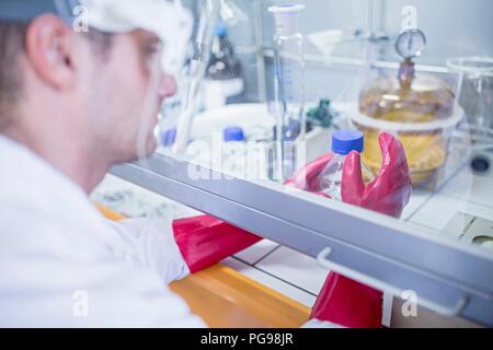 Labortechniker mit einem Laminardurchflußmesser mit Haube, dicke Handschuhe und ein Gesichtsschutz bei der Arbeit mit gefährlichen Chemikalien. Stockfoto