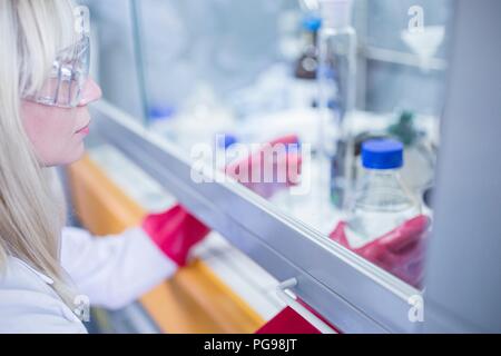 Labortechniker mit einem Laminardurchflußmesser mit Haube, dicke Handschuhe und Schutzbrille bei der Arbeit mit gefährlichen Chemikalien. Stockfoto