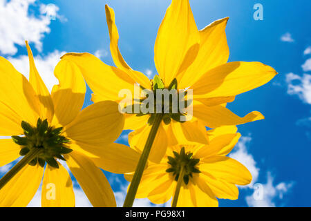 Gelbe Blumen an einem sonnigen Tag. Stockfoto