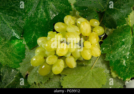 Nasse Trauben mit Wassertropfen auf dem Hintergrund der Blätter. Stockfoto