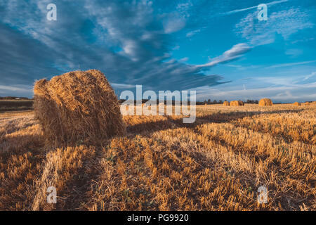 Heuballen auf dem Feld im Herbst Wetter. Stockfoto