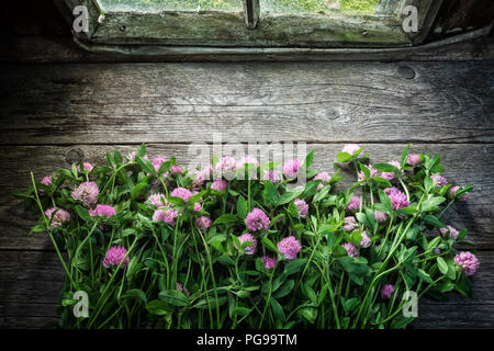 Pink clover Blumen auf alten hölzernen Tisch am Fenster innerhalb der retro Haus im Dorf. Ansicht von oben, kopieren Platz für Text. Stockfoto