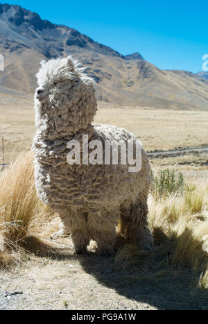 Wildes Llama mit weißem Fleece auf dem Altiplano von Peru Stockfoto