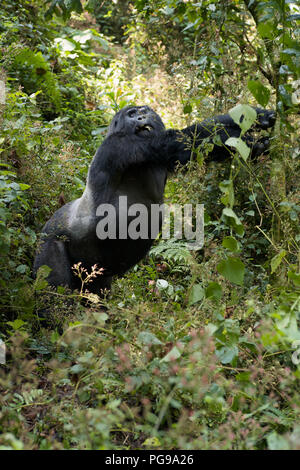 Gorilla Trekking im Bwindi Nationalpark, Uganda Stockfoto