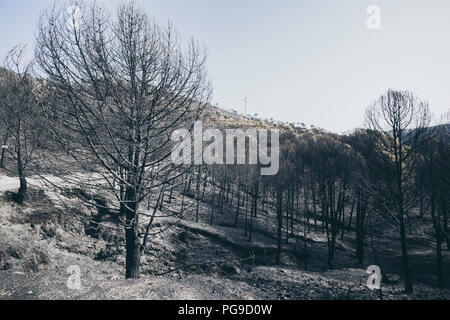 Wald nach dem Brand mit Pinien und verbrannten Büsche Stockfoto