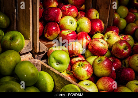 Nur rippened Äpfel in Holzkisten bereit zu essen abgeholt. Stockfoto