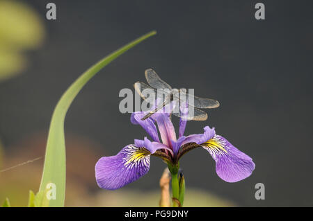 Dragonfly Doppelflügeln close-up Profil auf einem Iris Blume mit einem Bokeh Hintergrund in seiner Umgebung und Umwelt. Bild. Foto. Bild. Porträt. Stockfoto