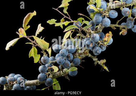 Beeren wachsen auf einem sloe, blackthorn Zweig, Prunus Spinosa. Die Frucht der schlehe wird häufig verwendet, um Geschmack alkoholische Getränke mit Sloe Gin auf Stockfoto