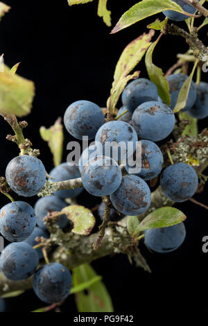 Beeren wachsen auf einem sloe, blackthorn Zweig, Prunus Spinosa. Die Frucht der schlehe wird häufig verwendet, um Geschmack alkoholische Getränke mit Sloe Gin auf Stockfoto