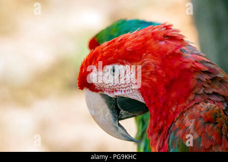 Green winged macaw Seite Porträt mit unscharf Bolivianischen Militär macaw hinter Stockfoto