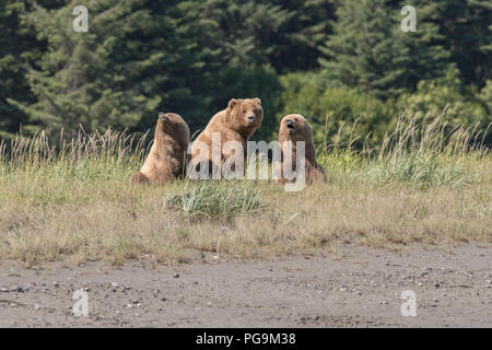 Braunbär, an der Küste von Alaska Lake Clark National Park Stockfoto